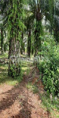 Tanah Bengkulu 10 Hektar Dekat Dengan Bandara