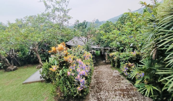 For Sale 2-Story Villa in Cibungbulan Ciaruteun Bogor With Mountain and Rice Field Views Including Natural Springs and Fruit Gardens.