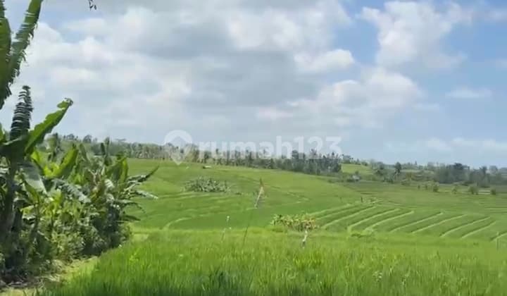 Land For Sale Murah Lokasi Antosari Selemadeg Tabanan Bali