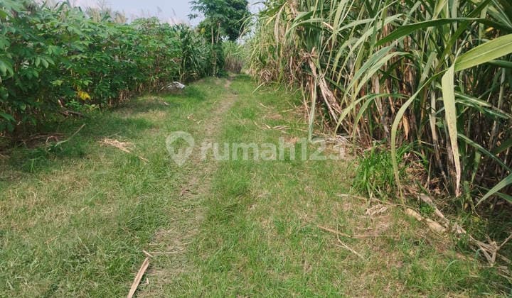 Dijual Lelang Tanah Mojodowo Kemlagi Mojokerto Dekat Puskesmas