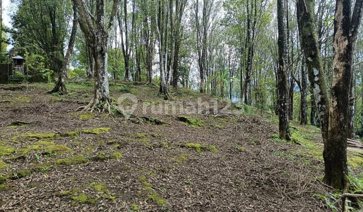 Dijual Murah Via Lelang Tanah Buleleng Bali B744