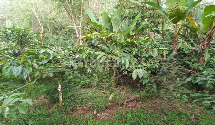 Dijual Murah Via Lelang Tanah Buleleng Bali BB244