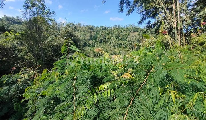 Dijual Murah Via Lelang Tanah Ampelgading Malang AG705