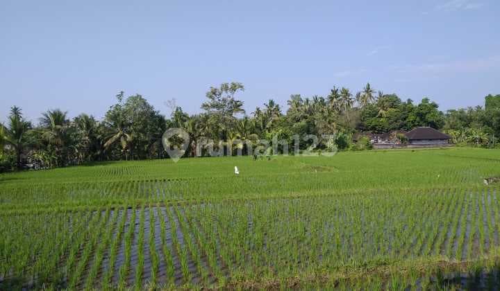 Disewakan Tanah 10 Are View Sawah Cocok untuk Villa - Kerambitan, Tabanan