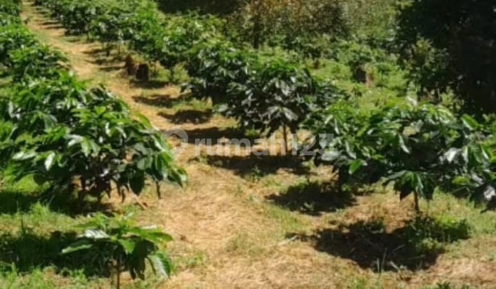Tanah Perkebunan Produktif 4 Ha - View Laut & Gunung di Gesing Buleleng