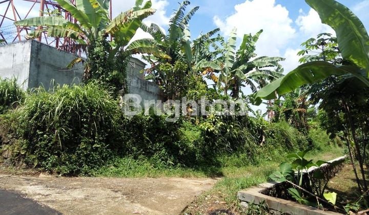 LAHAN KEBUN DI CICURUNG