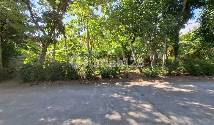 Wide Yard Land Located in Bambang Lipuro Area, Bantul
