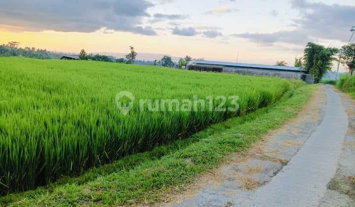 Tanah Murah Di Desa Wisata Tihingan Pau Klungkung Bali