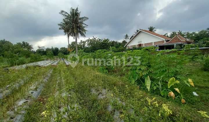 Tanah Sawah Luas 464 Meter Persegi Lokasi Strategis Dekat Exit Tol Tempel - Sleman