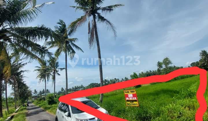 Tanah Sawah Luas 2023 Meter Persegi Lokasi Dekat Kopi Klothok - Pakem Sleman