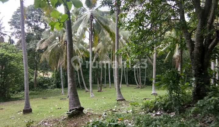 Dijual Tanah Luas 88 Are Selemadeg Barat