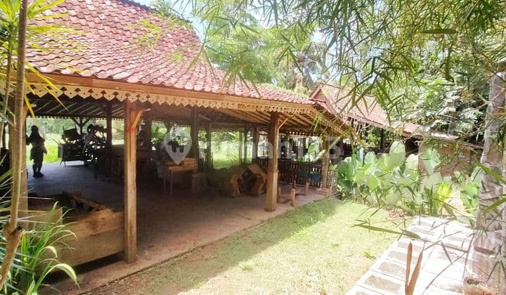 Traditional Concept Restaurant & Cafe in Kemiren Traditional Village Strategic Area