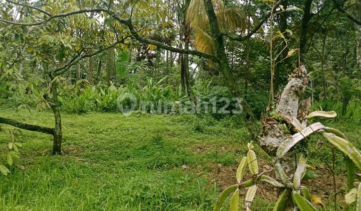 Tanah Kebon Durian 3423 Meter Ngembal Pasuruan 500rb/m Shm