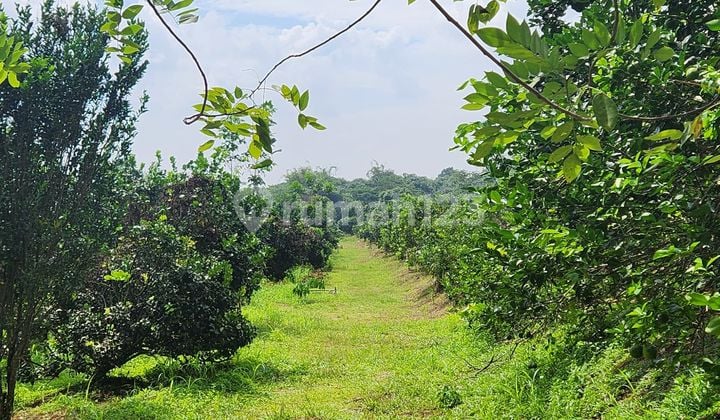 Tanah Komersil Murah SHM Strategis Subang Jawa Barat