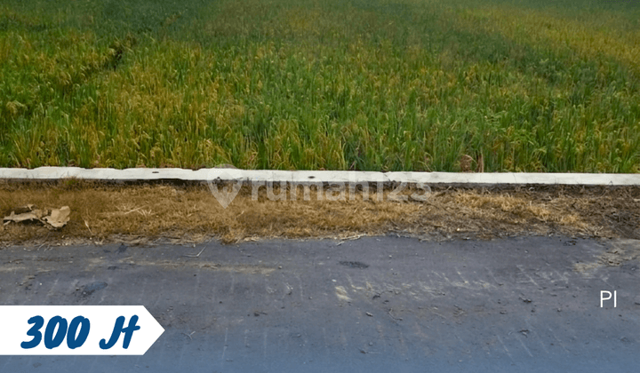 Rice field for sale, located in Kebak, Kebakkramat, Karanganyar.