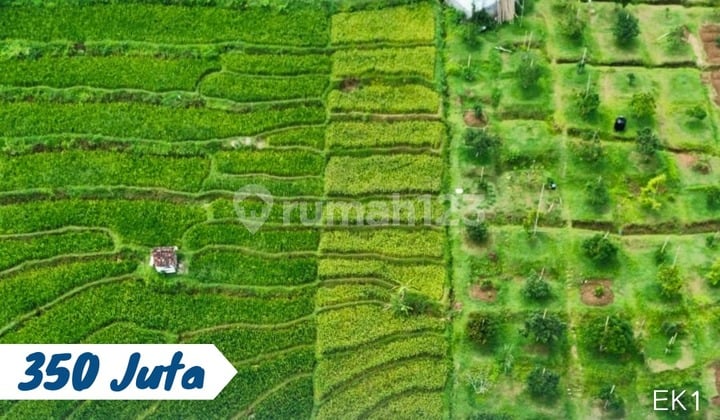 Dijual Tanah Sawah Lokasi Tohkuning Karangpandan