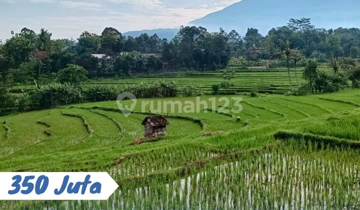 Dijual Tanah Sawah Lokasi Karangpandan Karanganyar
