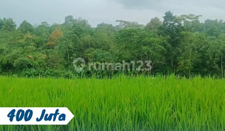 For Sale: Rice Field Land in Karangpandan