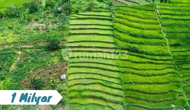 Dijual Tanah Sawah Lokasi Tohkuning Karangpandan