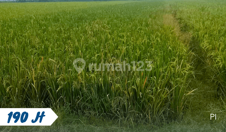 Dijual Sawah di Kebak Kebakkramat Karanganyar
