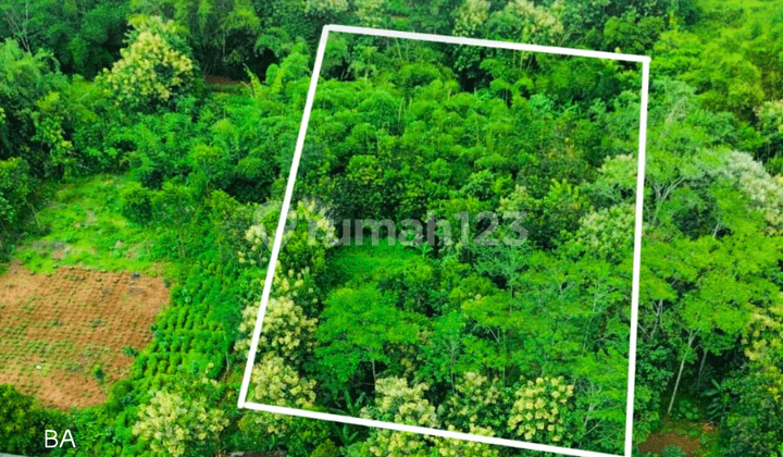 Dijual Tanah Kebun Jumantono
