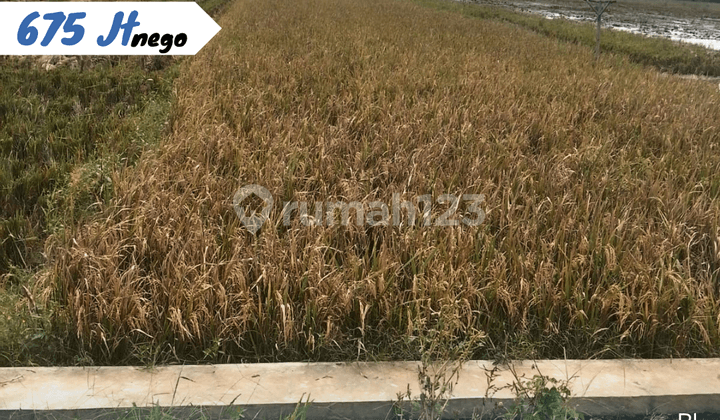 Rice Field for Sale in Kebak Kebakkramat Karanganyar