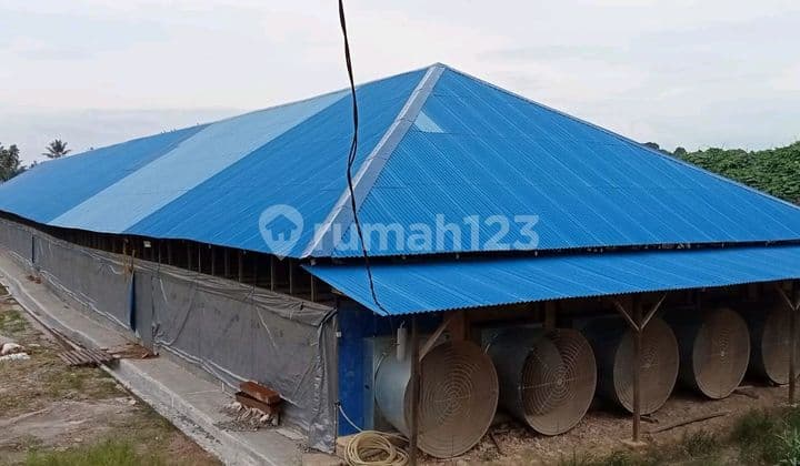 Kandang Ayam Broiler Kapasitas 10.000 Ekor