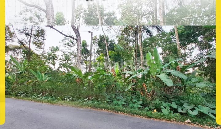 Tanah Kebun Luas 4554m² di Penggung Boyolali, Lebar 25m