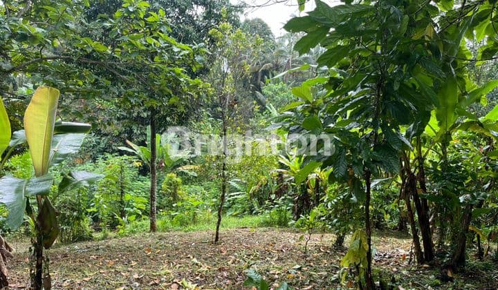 Tanah Kebun 7000 M2 di Penebel, Tabanan