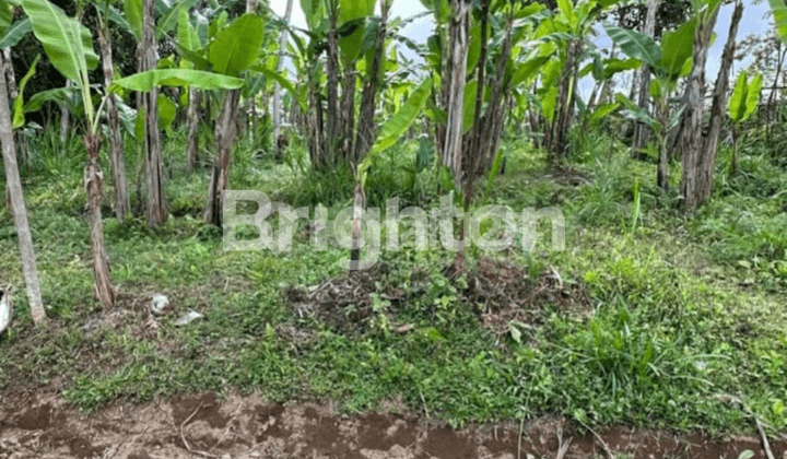 Di Jual Tanah Dengan Luas 22 Are Desa Buahan Payangan