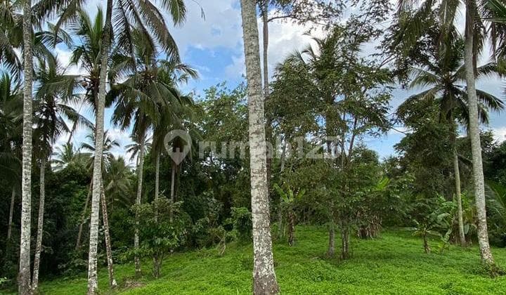 Dijual Tanah Tabanan 1,2 Hektar 25 Juta Per Are