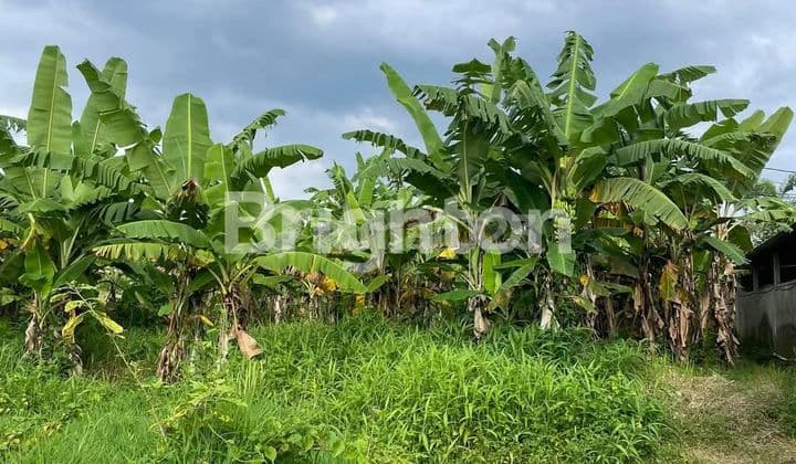 TANAH EKSKLUSIF DENGAN VIEW SAWAH MENAKJUBKAN DI PETULU, UBUD