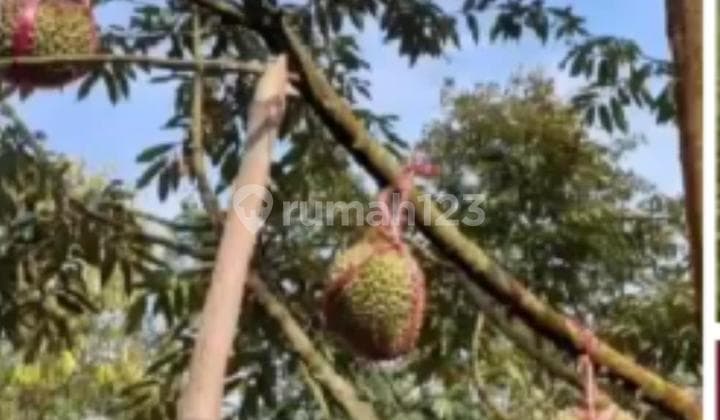 Di.jual Tanah Perkabunan Duran