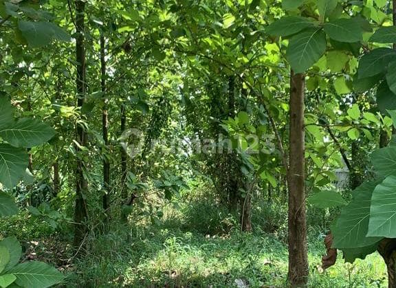 Dijual Kavling Include Pohon Jati di Nanggewer Cibinong