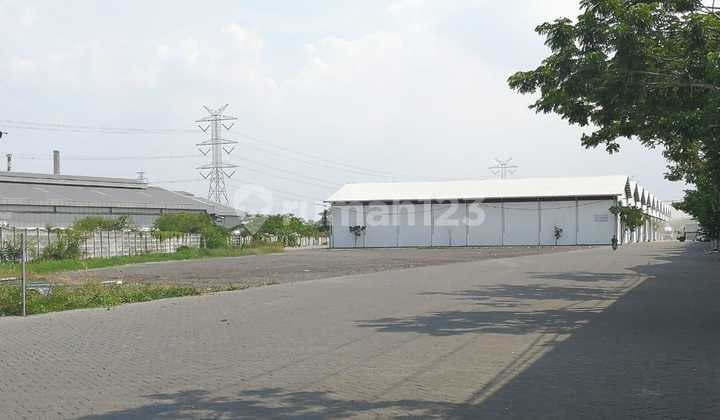 Langka, kami spesialis margomulyo, stok banyak, hubungi kami