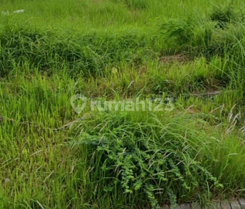 Raya Kedamean Driyorejo, 4.4ha, Kami spesialis kedamean driyorejo, stok banyak, hubungi kami