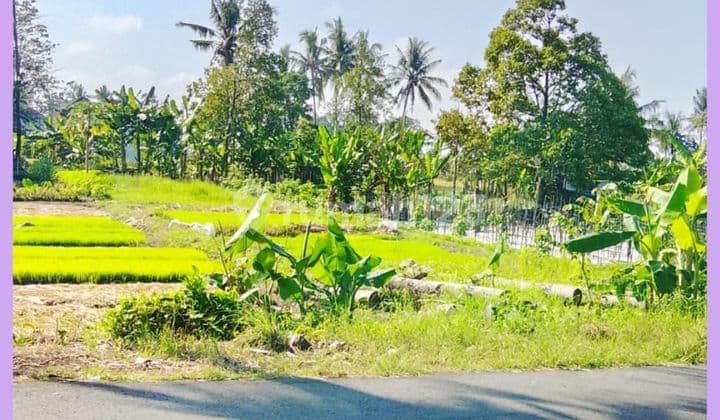 Tanah Jogja Mangku Jl Aspal 300 Meter Pasar Gentan Kaliurang