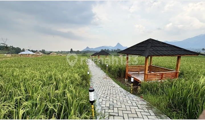Investasi Tanah + Sawah SHM, Strategis di Jonggol Bogor