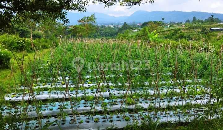 Tanah 1 Hektar Di Lembang Harga Murah Cocok Untuk Perkebunan