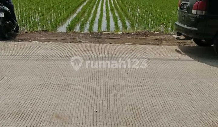Sale of Rice Field Land in Cilampeni-Katapang, Bandung Regency; Near Main Road; Gray Zone Area