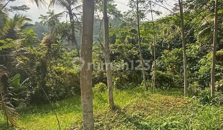 For Sale Land In Tegalalang, Ubud Bali