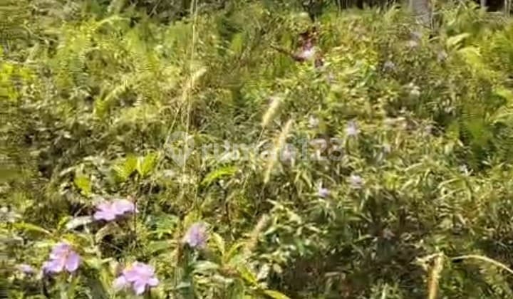 Tanah Tepi Jalan Raya Lintas Propinsi Kandis Riau