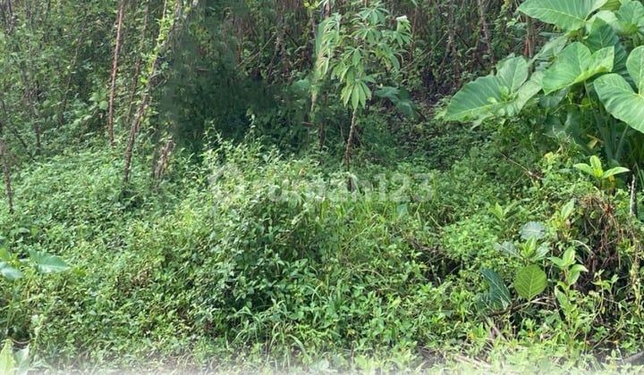 Tanah sawah di Pakem Sleman dekat Kopi Lali.