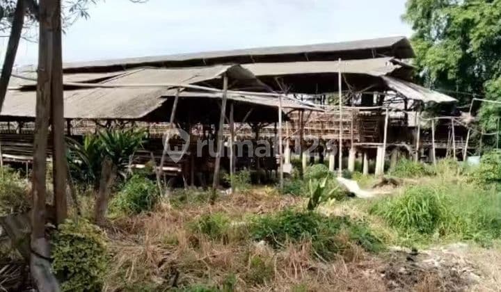 For Sale: Laying Hen Farming Business - Daon Rajeg