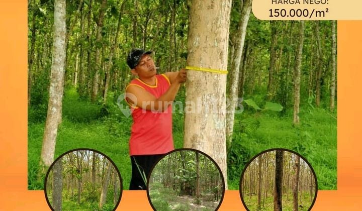 Jual Tanah Kebun Pohon Jati Usia 18 Tahun Lokasi