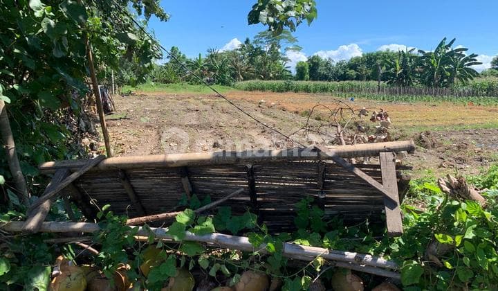 Tanah 15380 m2 SHM Rogojampi, Banyuwangi