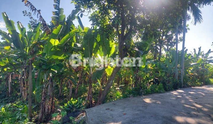 Tanah dalam gang daerah Flamboyan raya