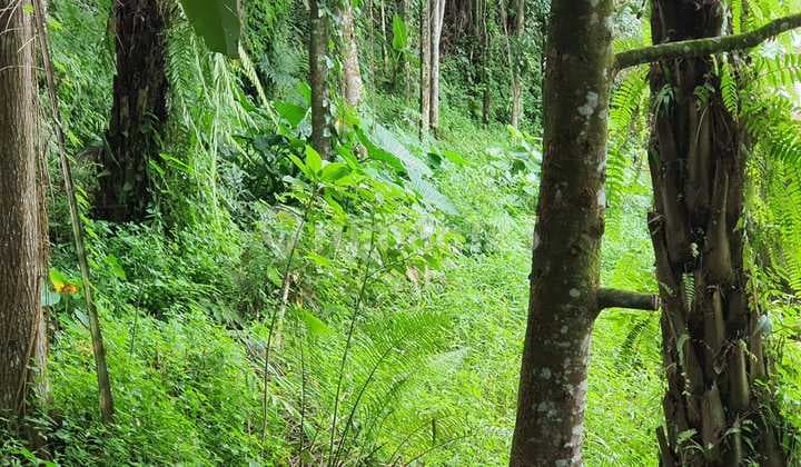 Tanah 2,1 Ha di Jl Bintang Meriah