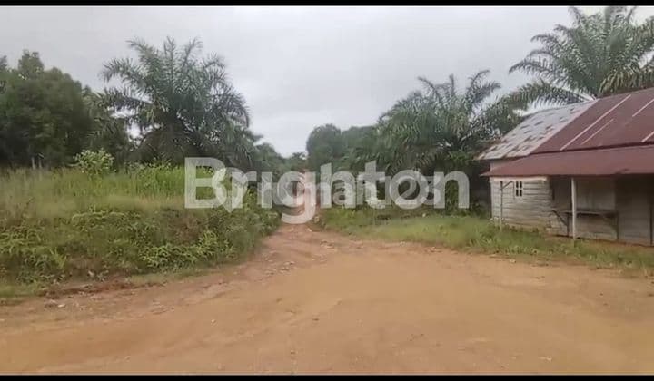 Tanah Sawit Murah dengan Luas 100 Ha Daerah Indragiri Hilir Riau yang Masih Aktiv