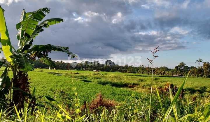 For Sale 2.84 Are Plot of Land in Tabanan Bali Near Main Road